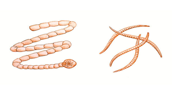 Megjelent a pinworms, mit kell tenni, Pinworms felnőttekben - a fertőzés okai
