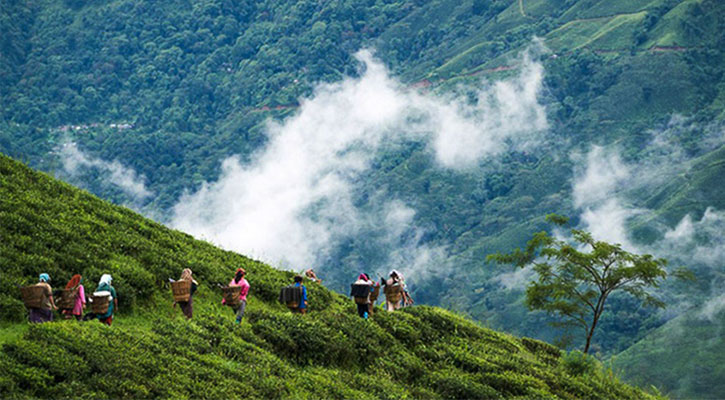 স্বপ্নের রাজ্য দার্জিলিং ভ্রমণ করবেন যেভাবে