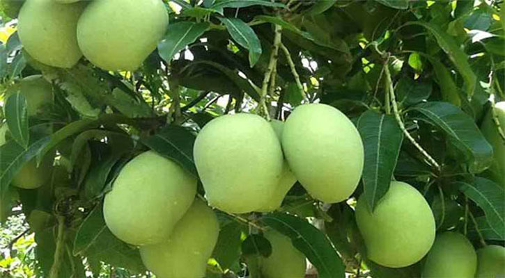 কাঁচা আমের জুস কাঁচা আমের জুস