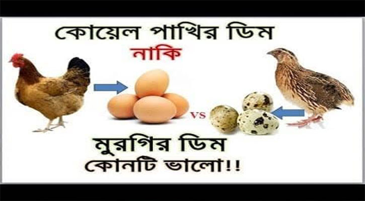 মুরগীর ডিম বনাম কোয়েলের ডিম