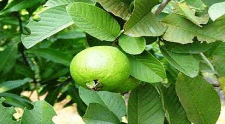 চুলপড়া রোধ করবে পেয়ারা পাতা চুলপড়া রোধ করবে পেয়ারা পাতা