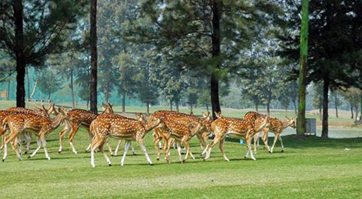 ঘুরে আসুন নোয়াখালীর নিঝুম দ্বীপ থেকে 