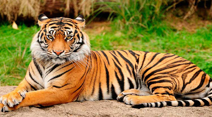 রয়েল বেঙ্গল টাইগার সম্পর্কে কিছু অজানা তথ্য রয়েল বেঙ্গল টাইগার সম্পর্কে কিছু অজানা তথ্য
