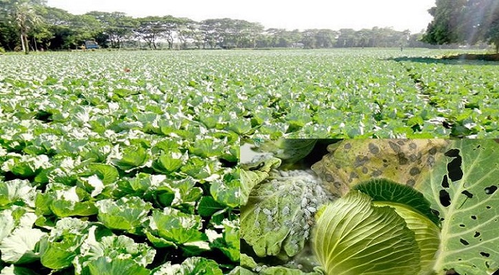 বাঁধাকপির রোগ এবং রোগ প্রতিরোধ ব্যবস্থা ও ফলন