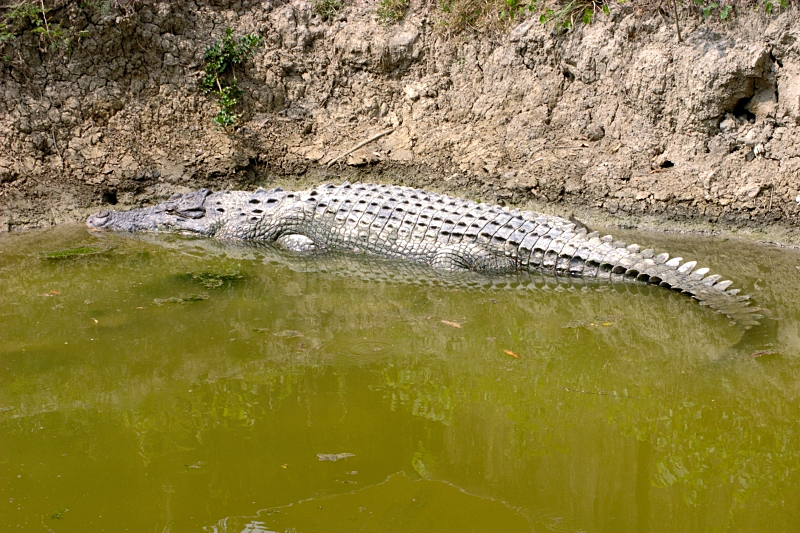 Crocodiles