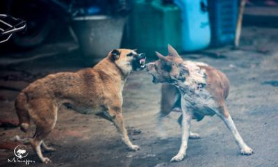 Two dog‍‍`s are fighting