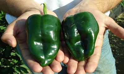 What Are Poblano Peppers?