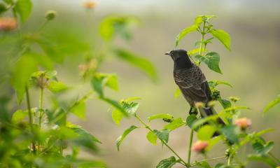 গল্প  : আনন্দ যাত্রা 