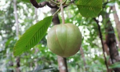 চালতা ফলের উপকারিতা সম্পর্কে বিস্তারিত