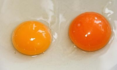 Does One Color of Egg Taste Better?