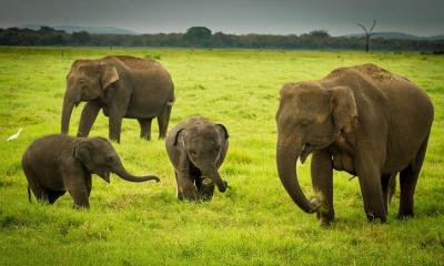 Elephant Safari 