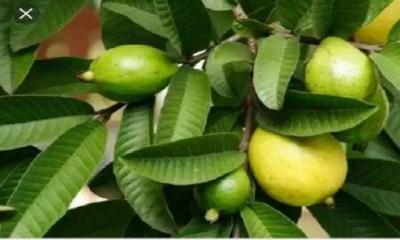 Guava‍‍`s Possible Benefits for Fertility