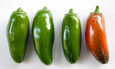 Jalapeno Peppers