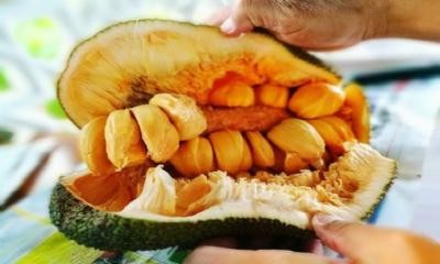 Nutrients and Chemical Facts of Jackfruit