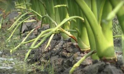 কচুর লতি চাষ পদ্ধতি সম্পর্কে বিস্তারিত