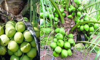 ছাদে খুব সহজেই ভিয়েতনামি জাতের নারিকেল চাষ পদ্ধতি