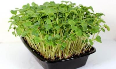 What Are Microgreens?