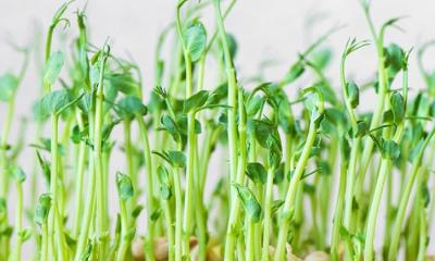 Health Benefits Of Microgreens
