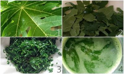 Why You Should Include Papaya Leaves to Your Diet ?