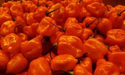 Habanero Peppers