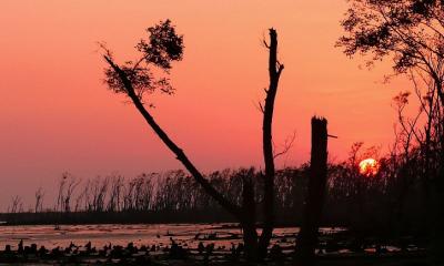 The Sundarbans