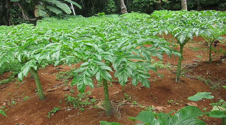 ওলকচু চাষ পদ্ধতি সম্পর্কে বিস্তারিত