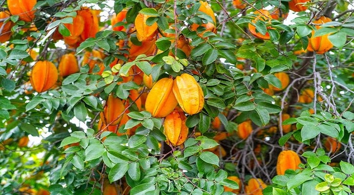 ছাদে থাই মিষ্টি কামরাঙ্গা চাষ পদ্ধতি