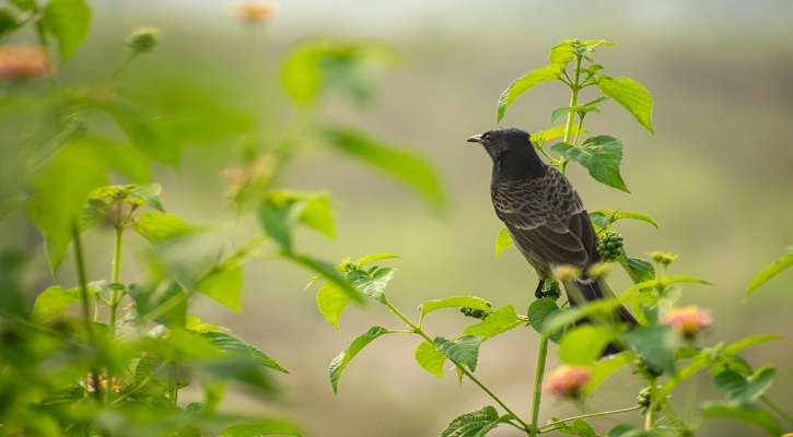 গল্প  : আনন্দ যাত্রা 