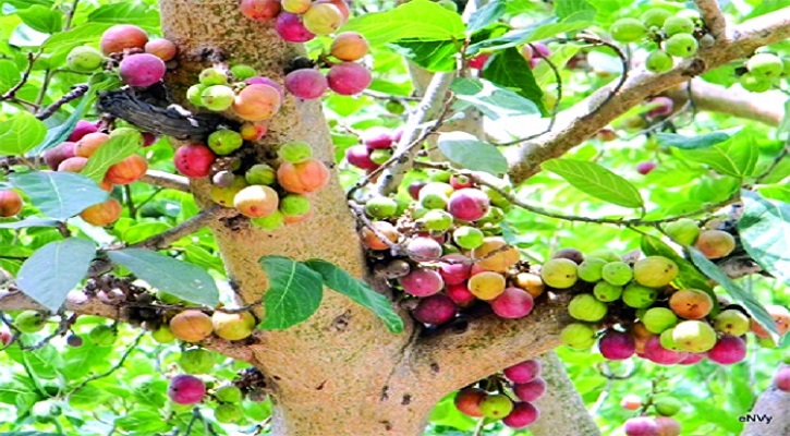 বহু গুণসম্পন্ন ফল ডুমুর, জানুন দারুন সব উপকারিতা!