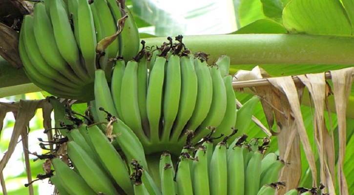 Dwarf Cavendish Banana