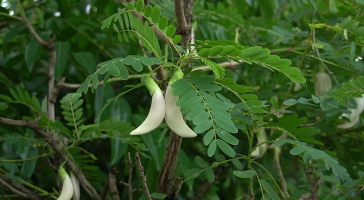 বকফুল চারা তৈরি, মাটি, জমি তৈরি সম্পর্কে বিস্তারিত