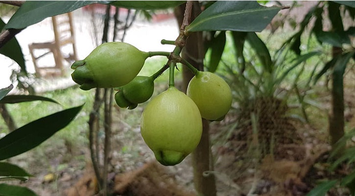 বিলুপ্তপ্রায় দেশীয় ফল গোলাপজাম