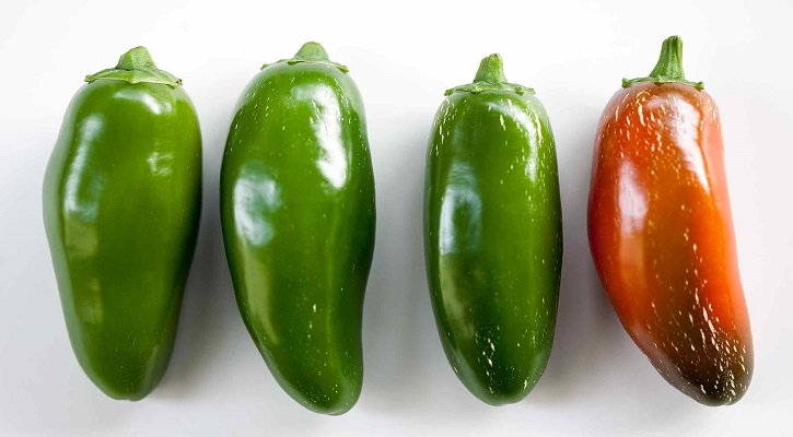 Jalapeno Peppers