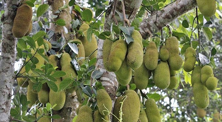 কাঁঠাল চাষ পদ্ধতি সম্পর্কে বিস্তারিত