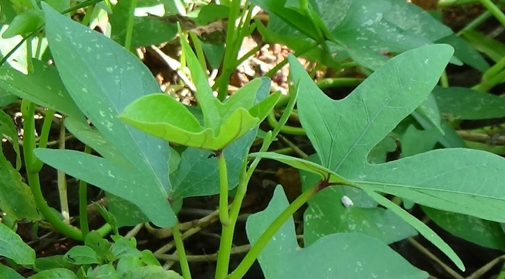 মিষ্টি আলু চাষ পদ্ধতি সম্পর্কে বিস্তারিত