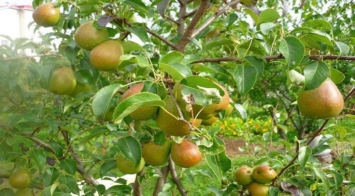 নাশপাতি চাষ পদ্ধতি সম্পর্কে বিস্তারিত