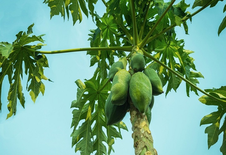 Benefits of papaya leaf juice for skin and body