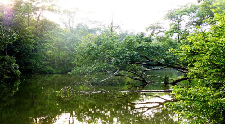 রেমা কালেঙ্গা বণ্যপ্রাণ অভয়ারণ্য সম্পর্কে বিস্তারিত !