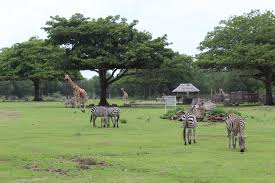 Safari park