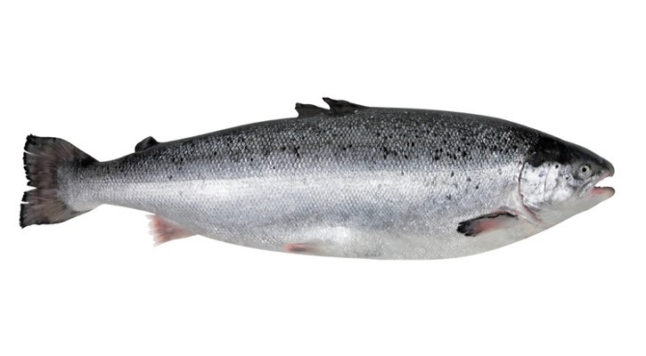 Atlantic Salmon