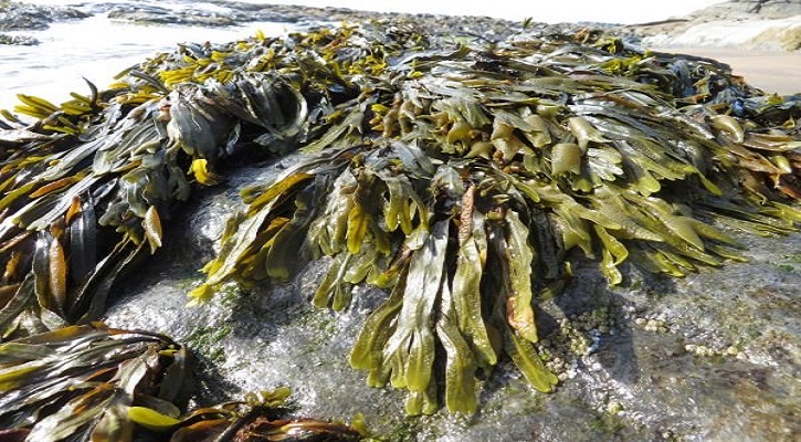 Nutritional Benefits of Seaweed