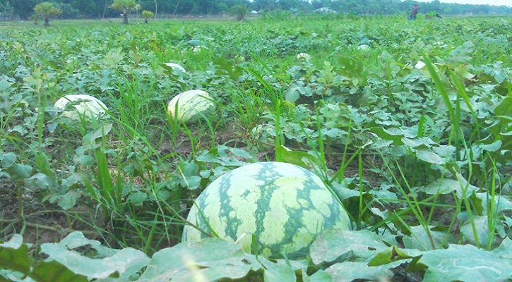 তরমুজ চাষ পদ্ধতি সম্পর্কে বিস্তারিত