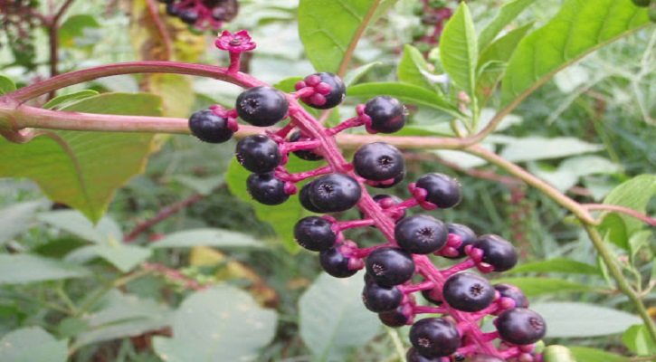 Some Poisonous Wild Berries You Need to Avoid