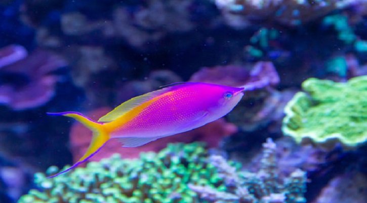 Bartlett’s Anthias 