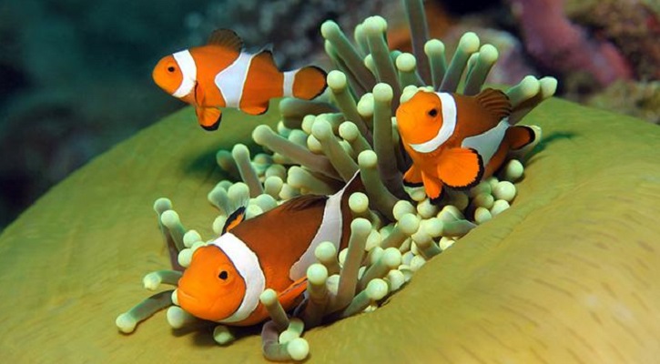 Clown Anemonefish