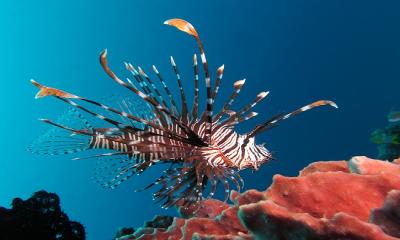 Lionfish