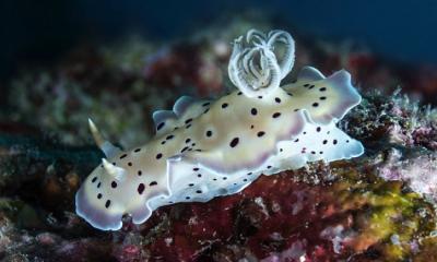 Can you have a Nudibranch as a pet?