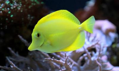 Yellow tang