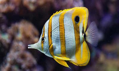 Butterflyfish