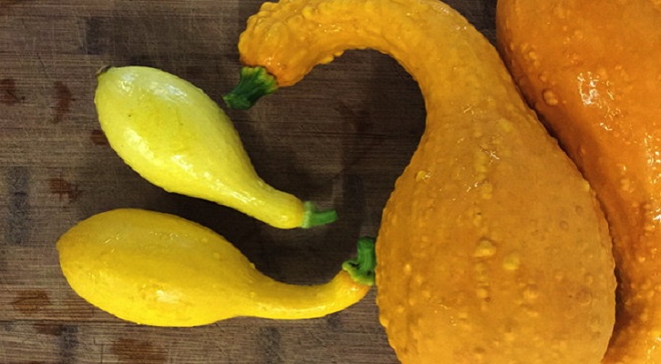 Crookneck Squash and their nutritional profiles.